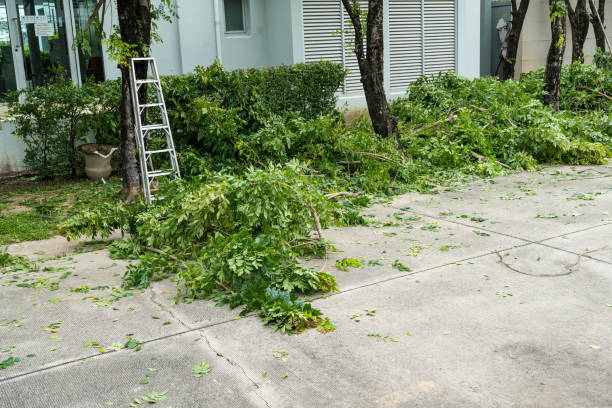 Chanhassen, MN Tree Service Company